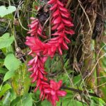 Nuku Beach Savusavu 28